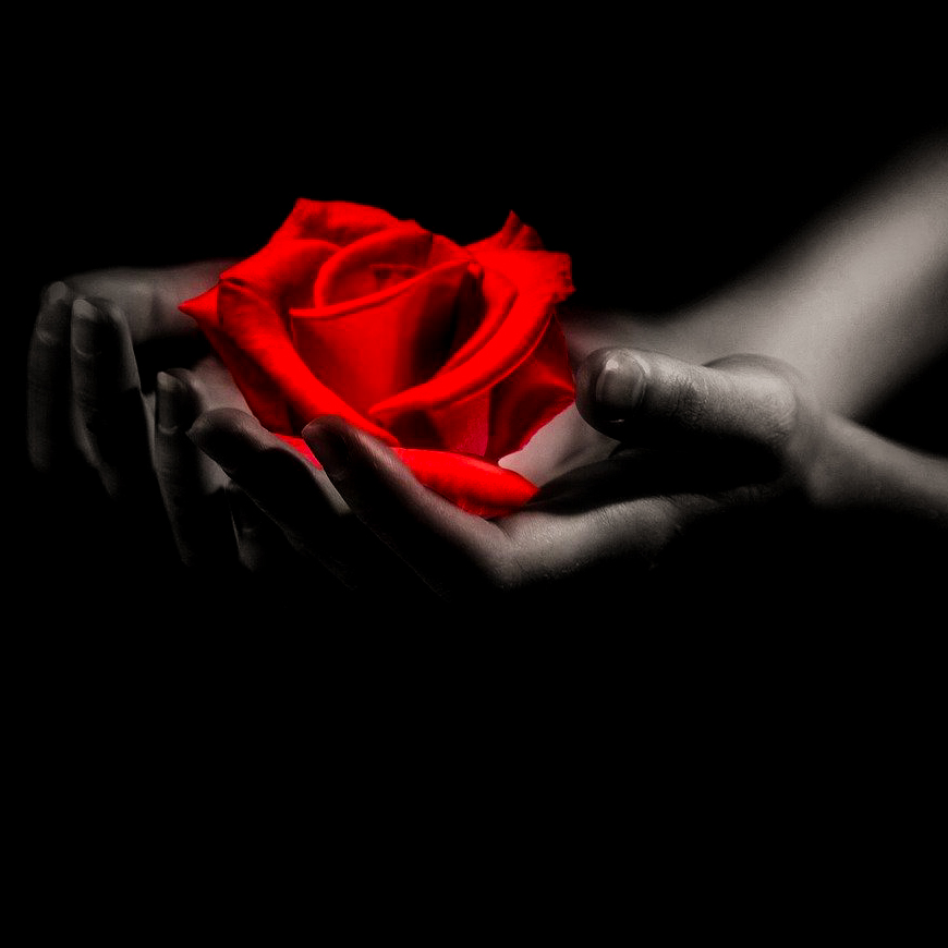 hands love red rose