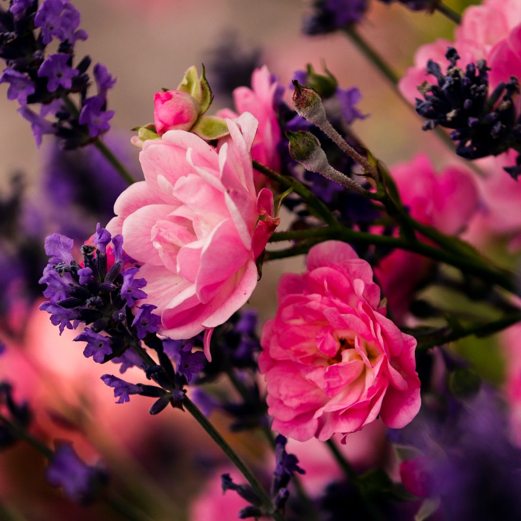lavender rose violet