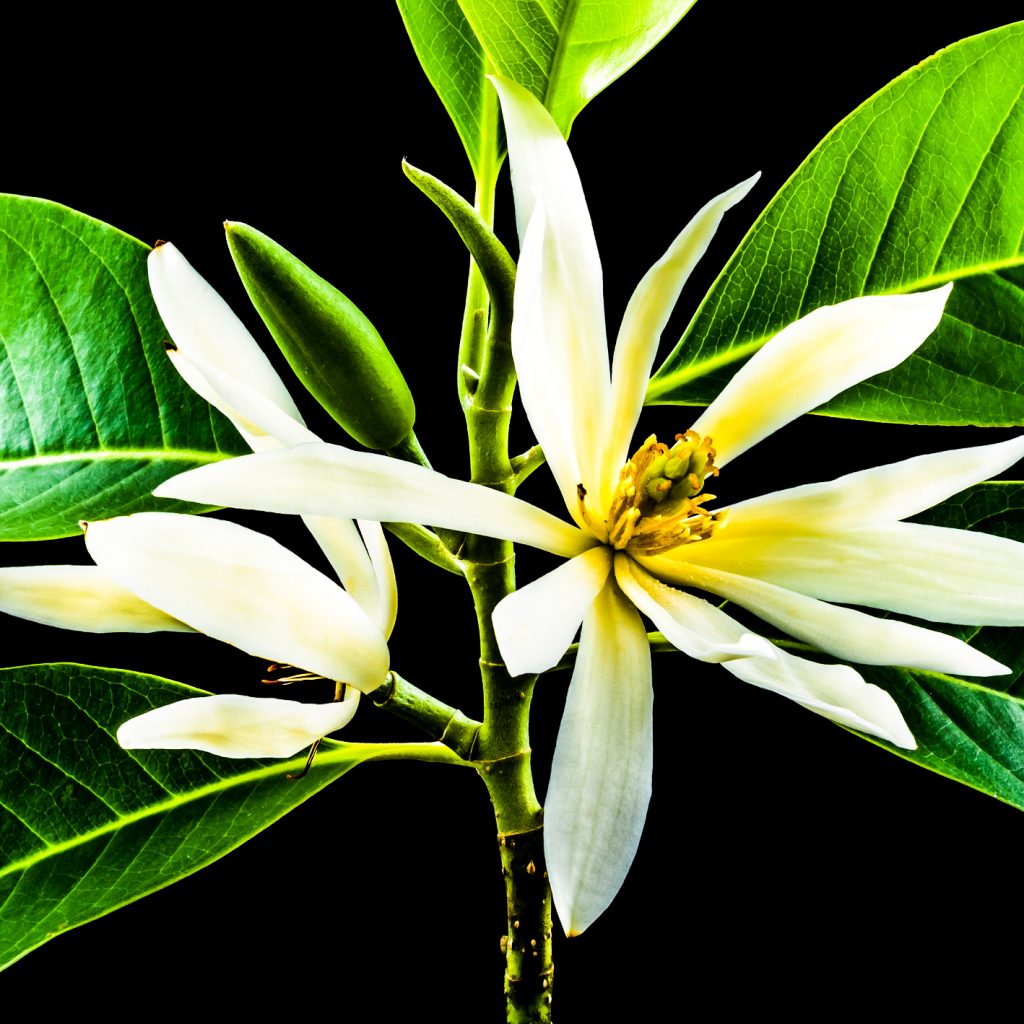 michelia-champaca champak flower image