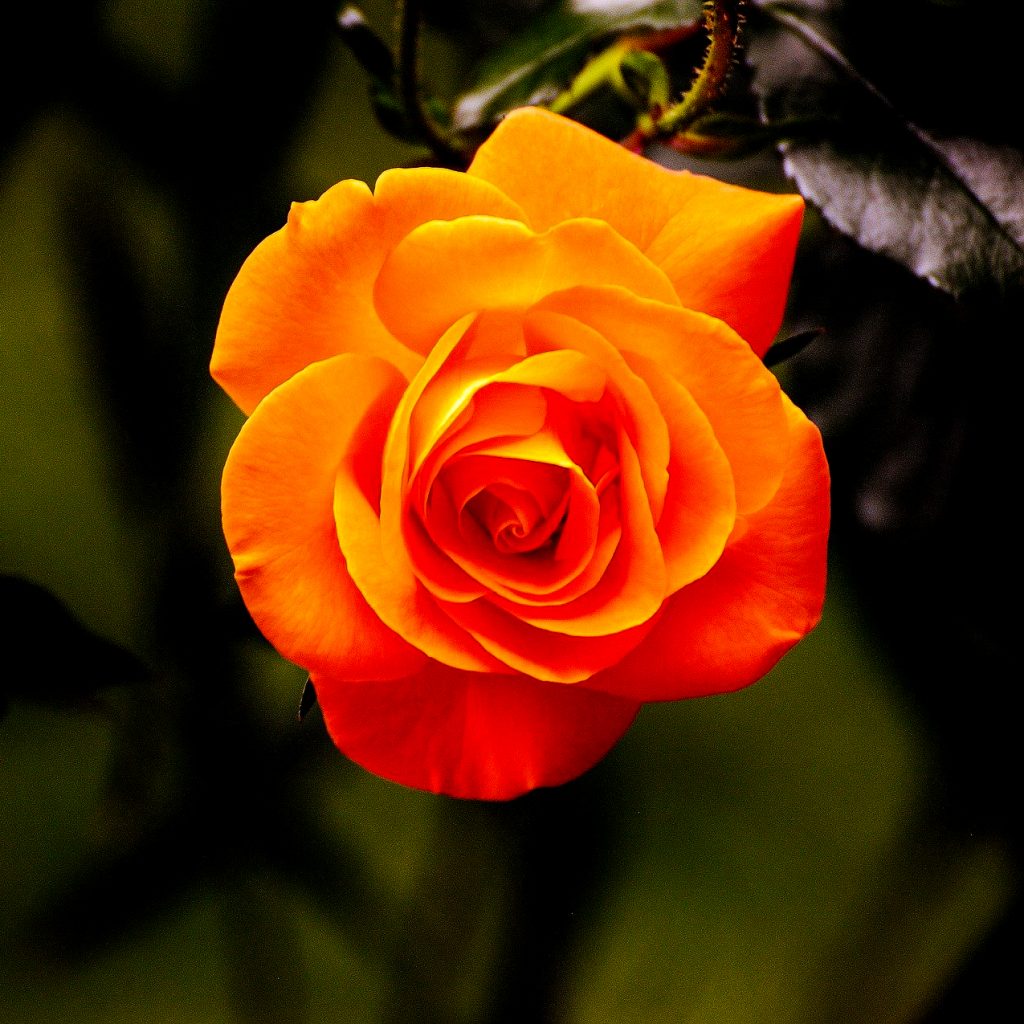 orange rose image