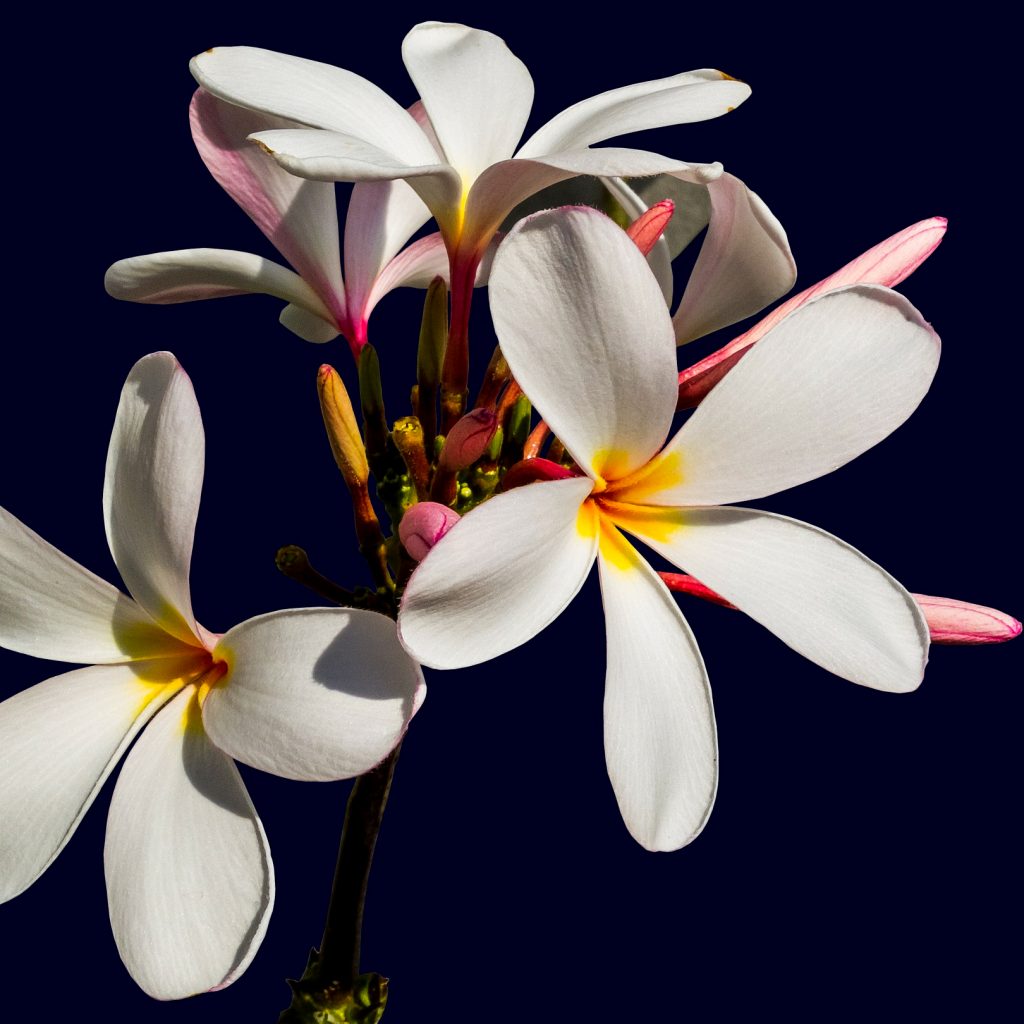 ornamental-flower champak flower image