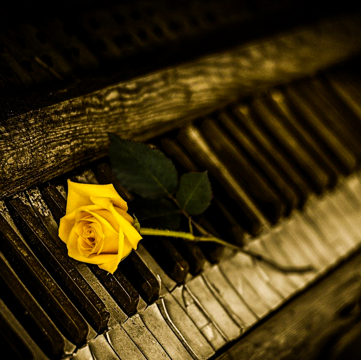 piano yellow rose image