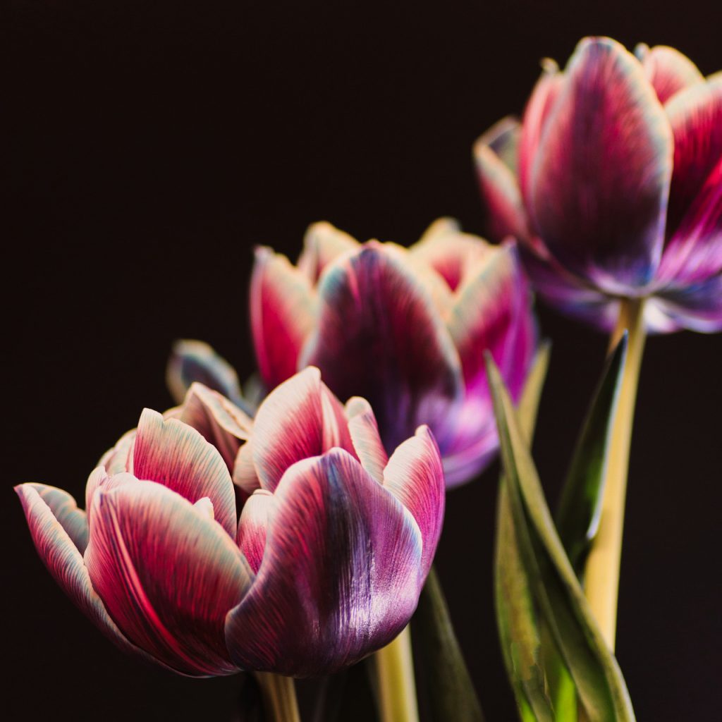 pink bloom tulip flower image