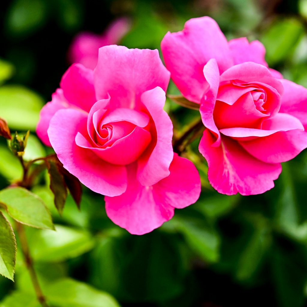 pink rose blossom image