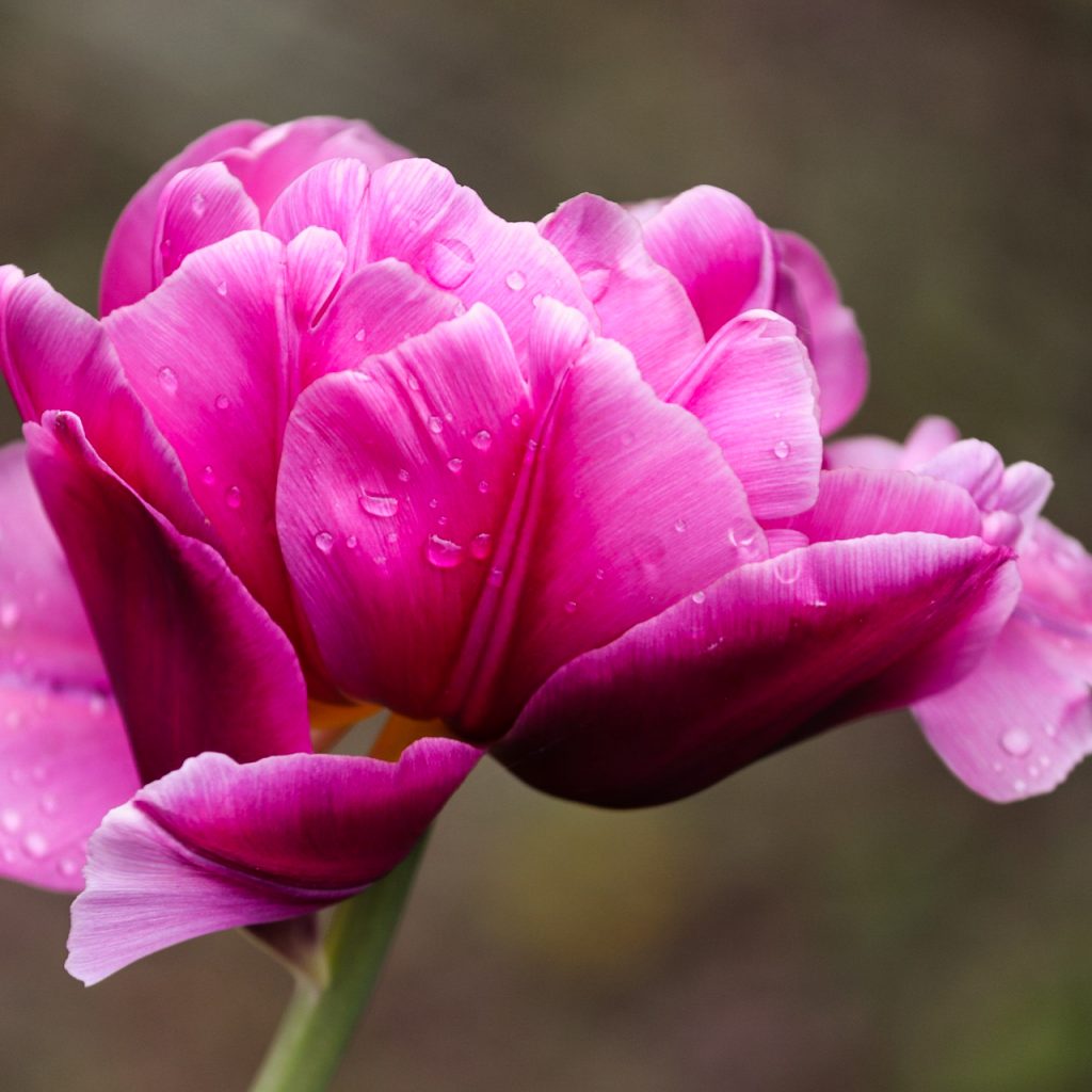 pink tulip blossom flower image