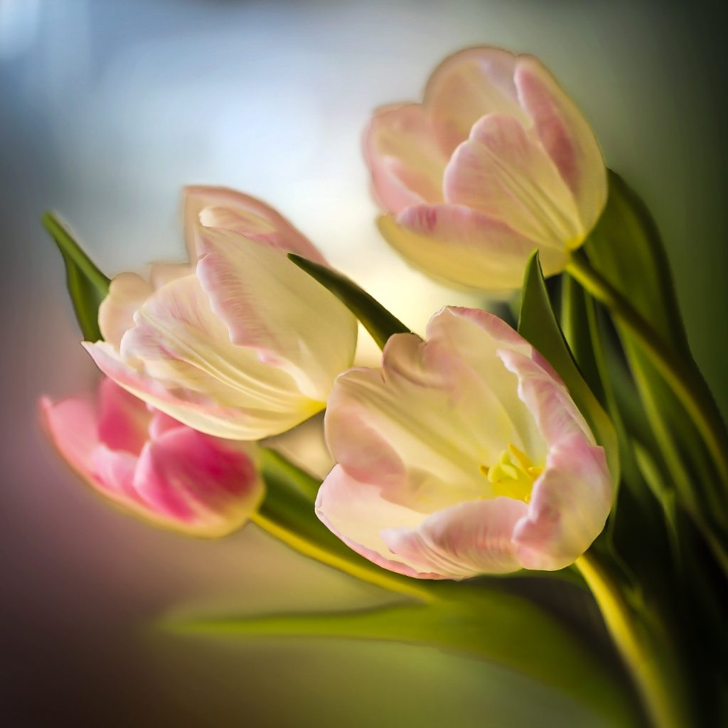 pink tulip flower image