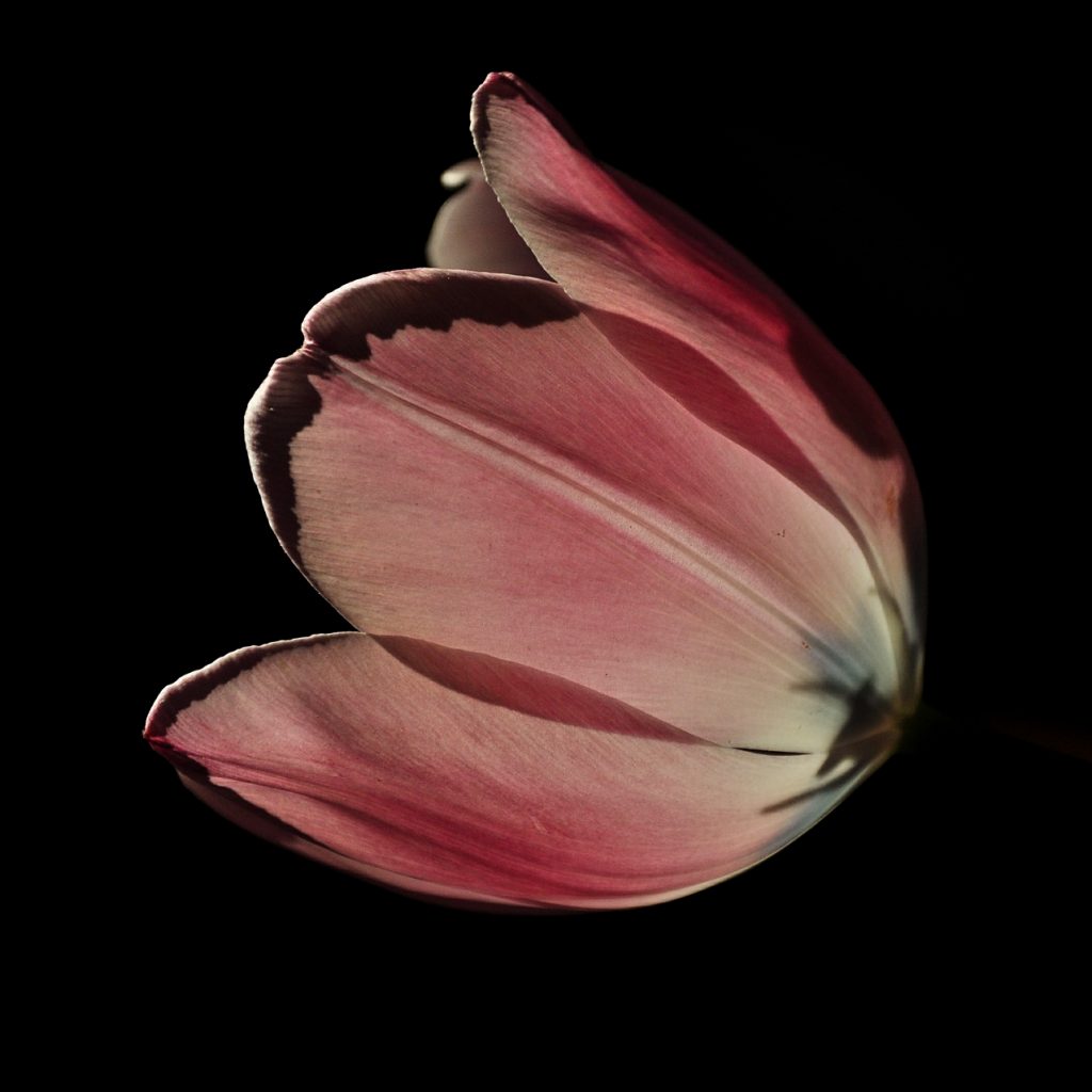 pink tulip flower image 