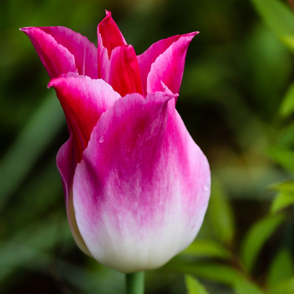 pink tulip flower image