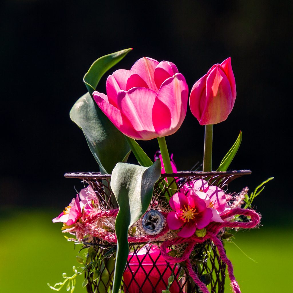pink tulips flower image