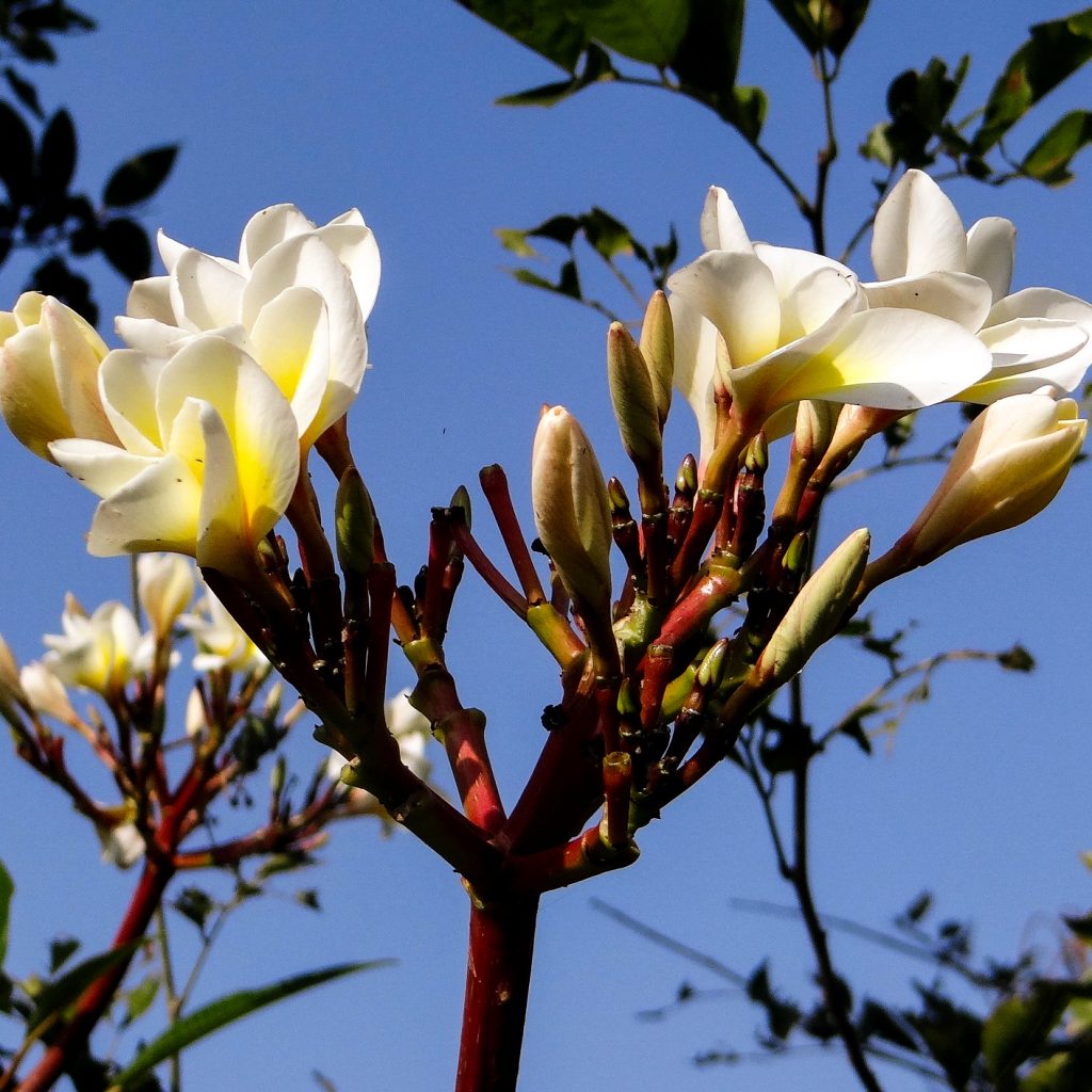 plumeria white champak flower image