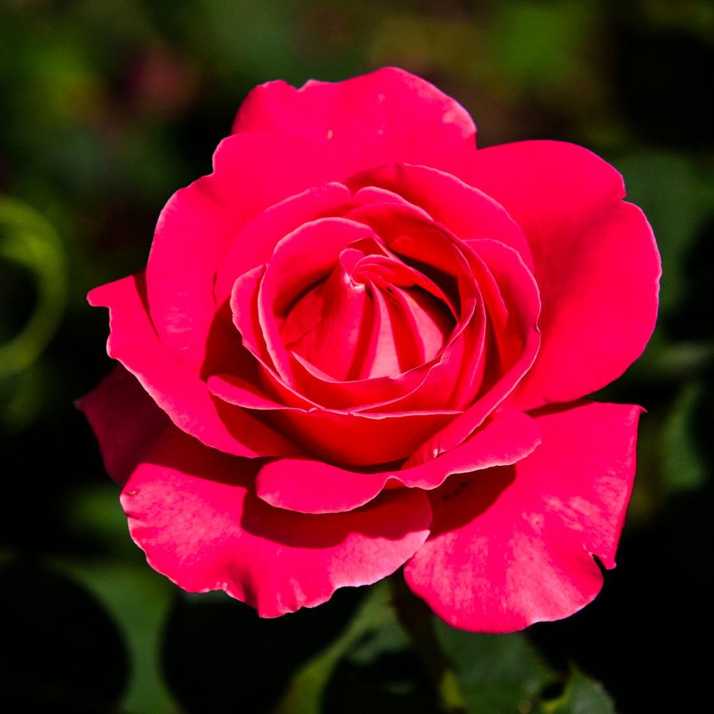 pnk rose flower image