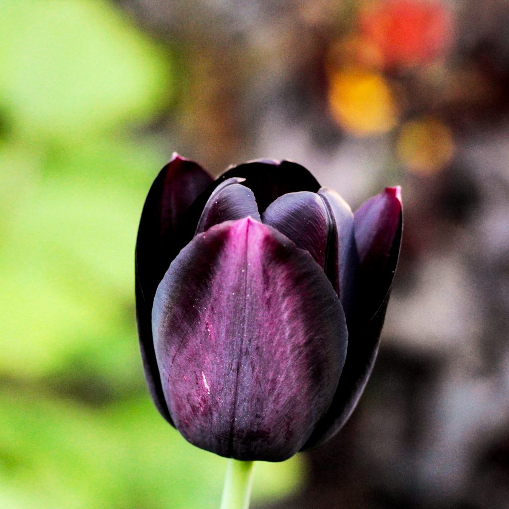 purple tulip flower image