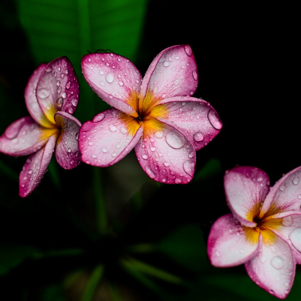red-frangipani champak flower image