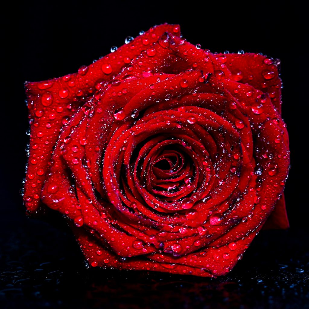 red rose drops water image