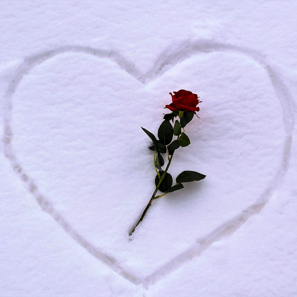 red rose heart in snow