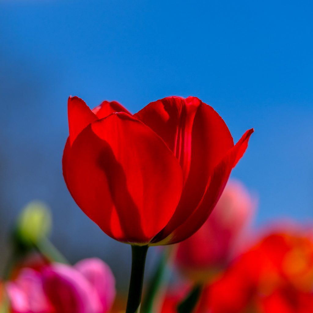 red tulip bloom flower image