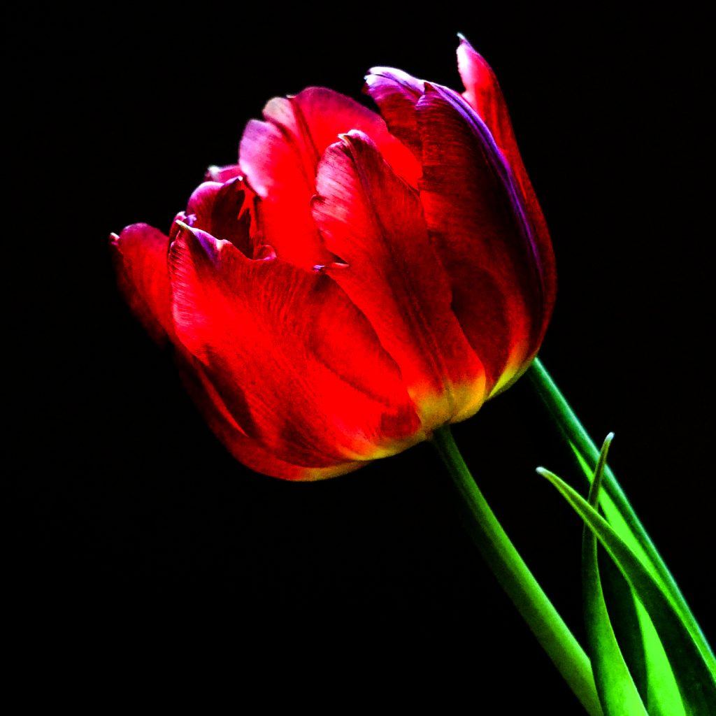 red tulip flower image