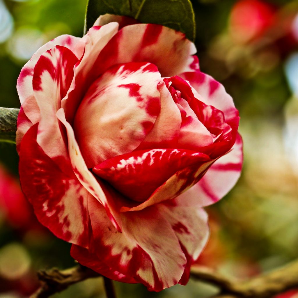 red white rose image