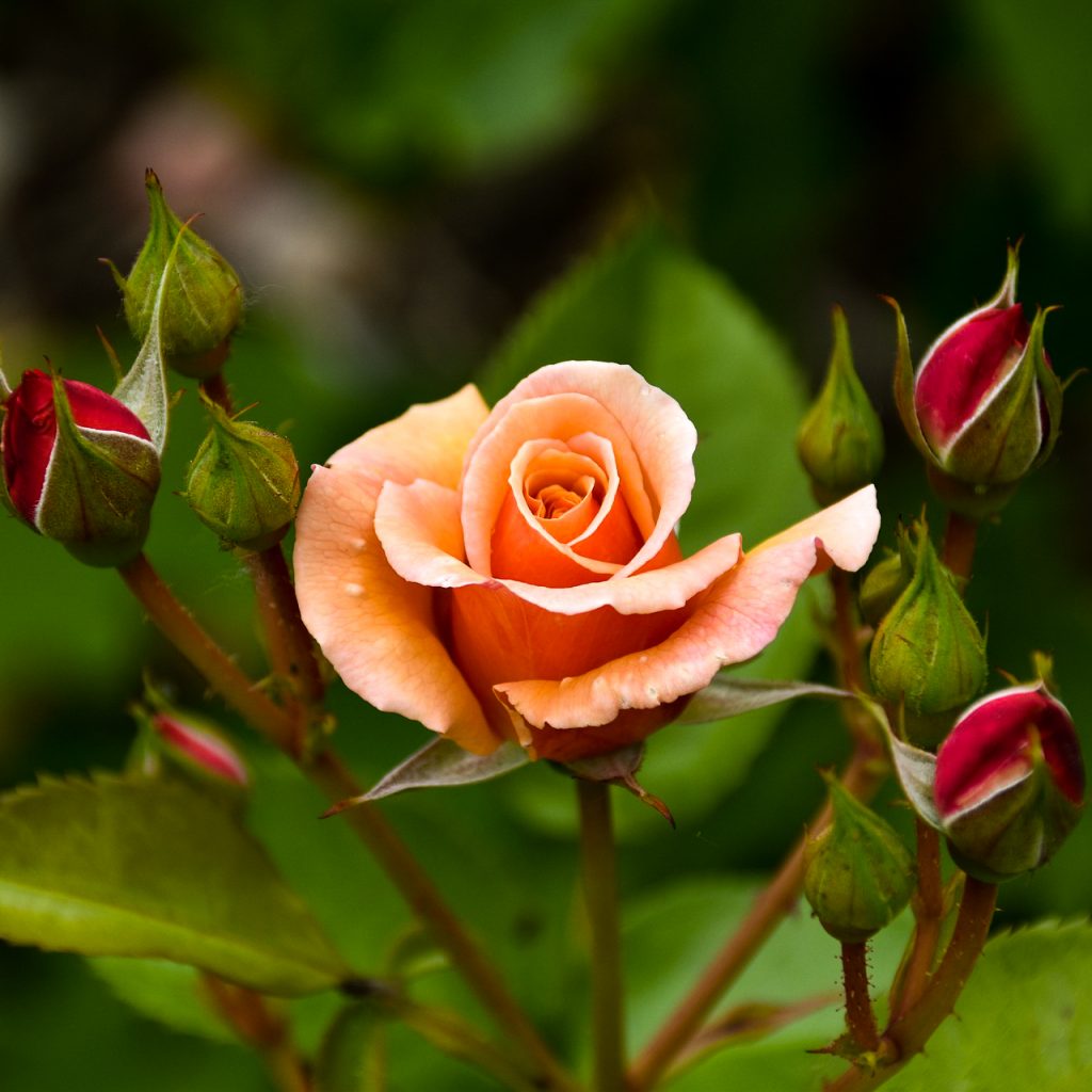 rose flower image