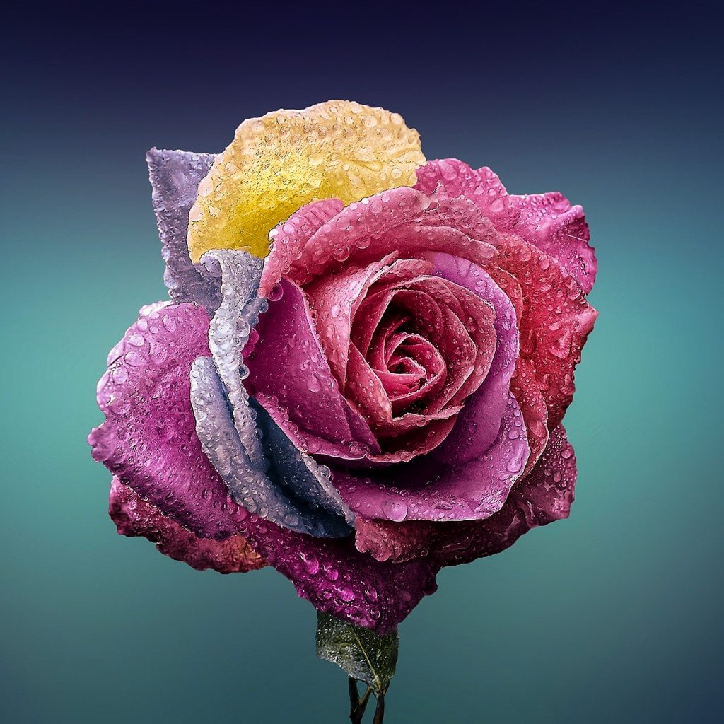rose flower love image