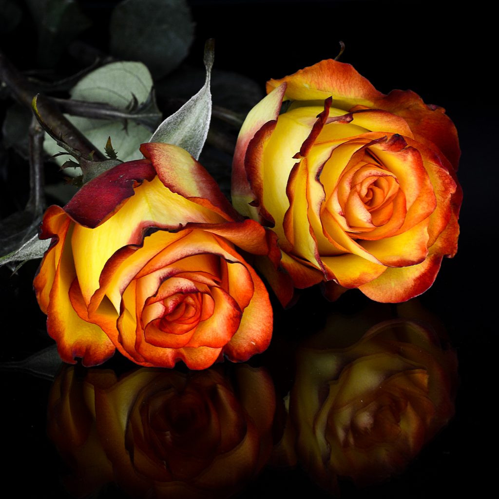 rose flower petalfloral image