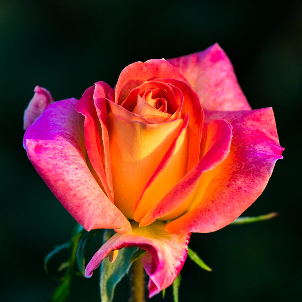 rose flower romantic love image