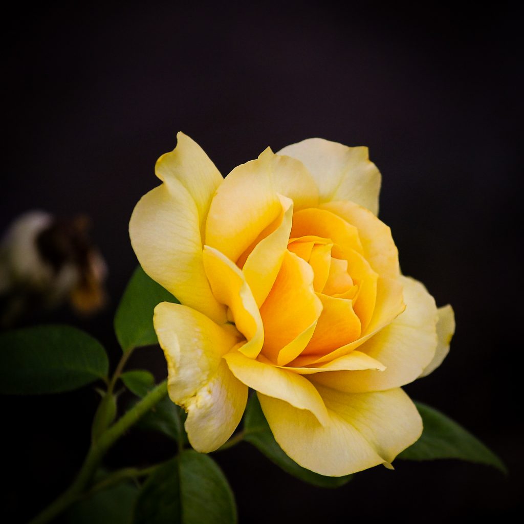 rose flower yellow image