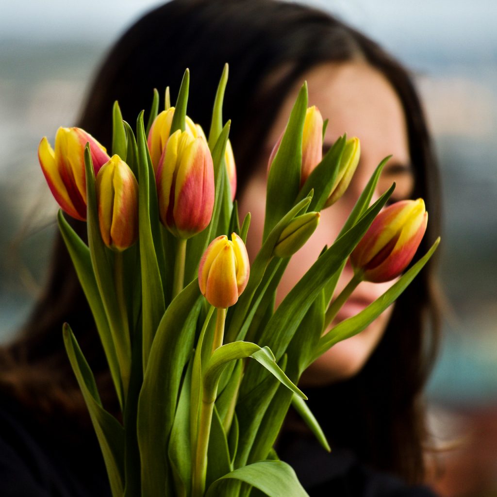 tulips flower image