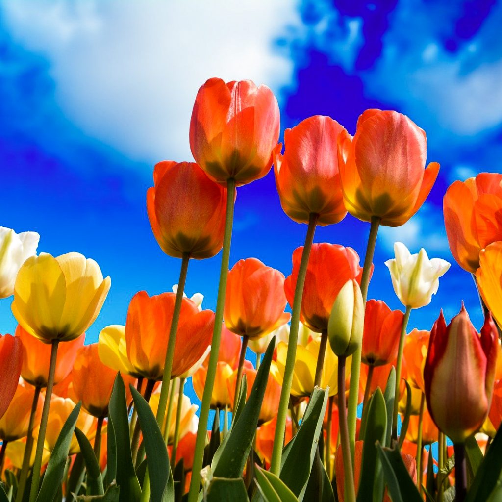 tulips flowers garden image