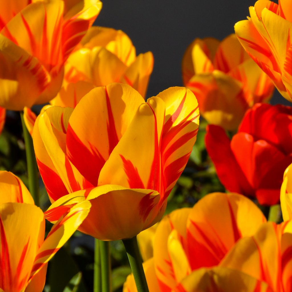 tulips spring orange flower image