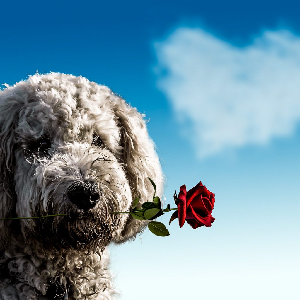 valentines day dog rose image
