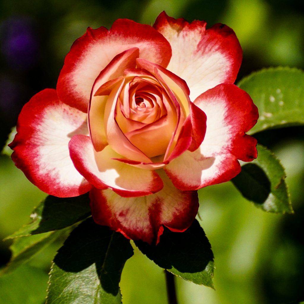 white and red rose image