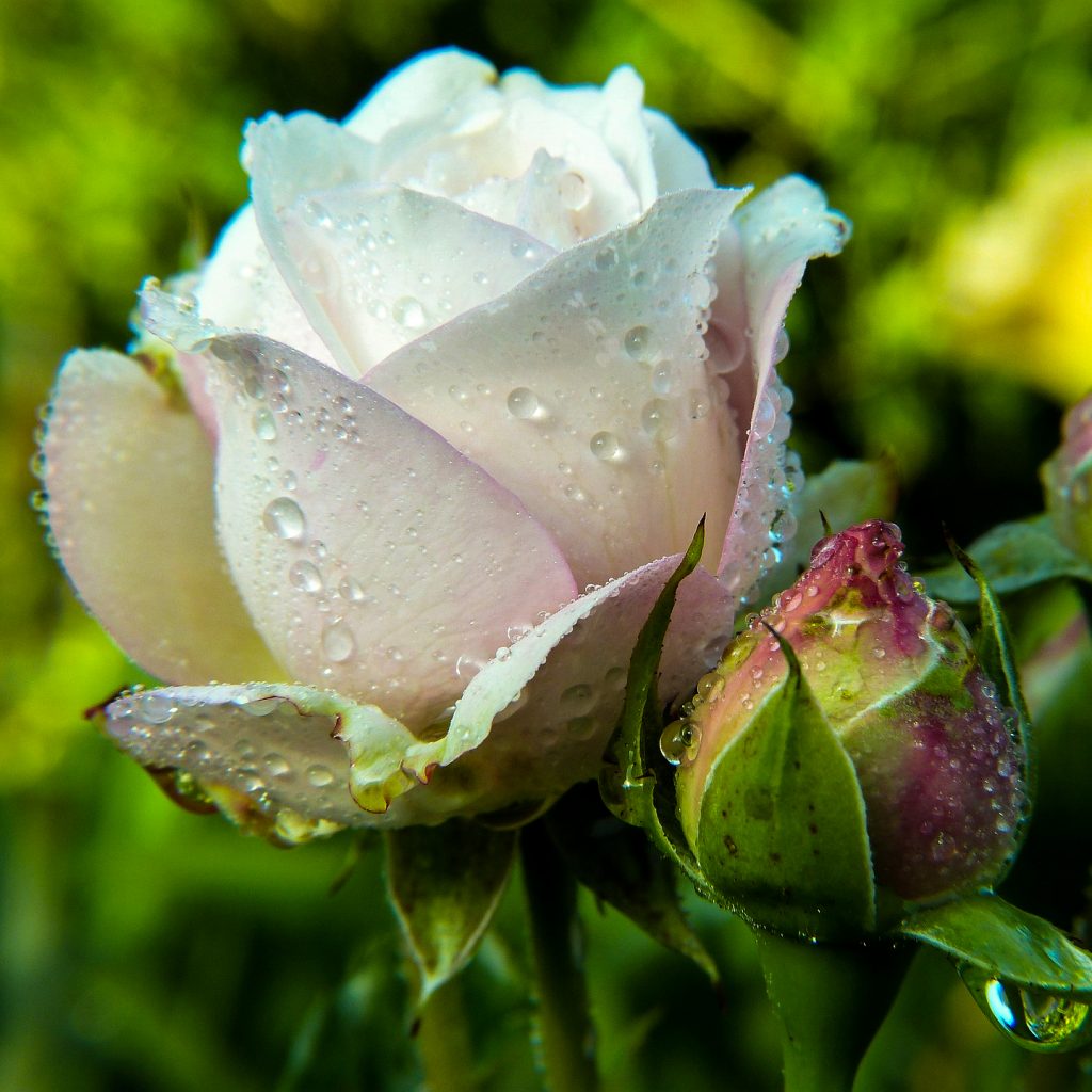 white beautiful rose image