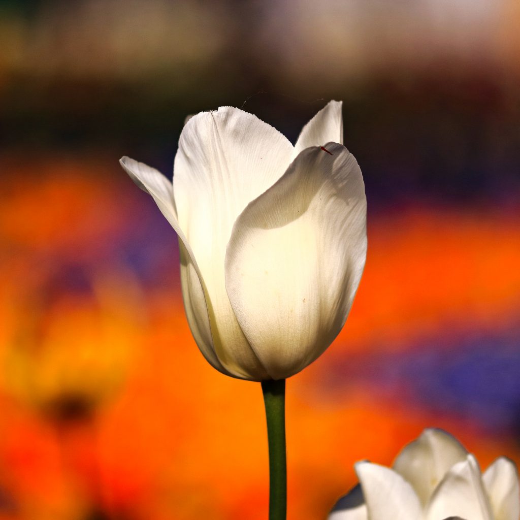white bloom tulip flower image