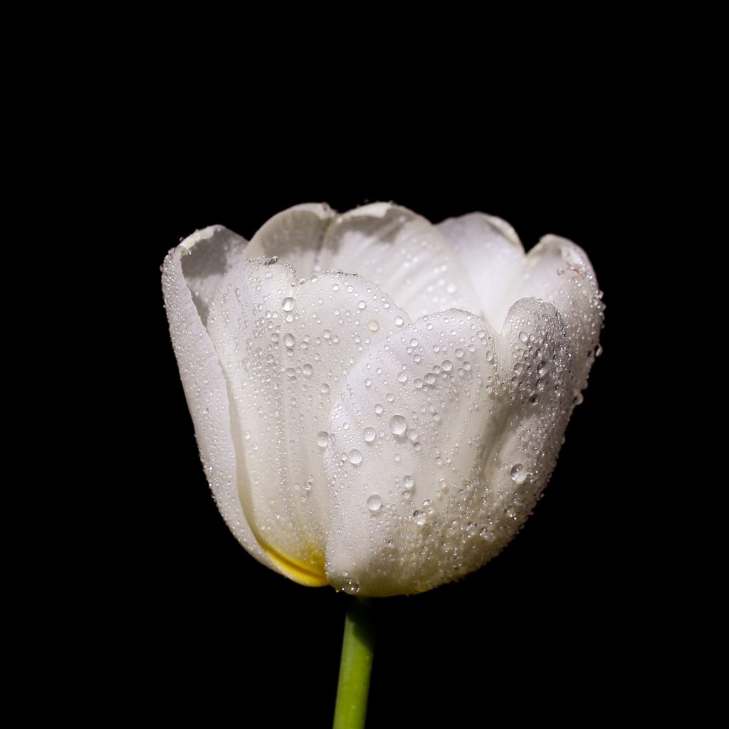 white blossom tulip flower image