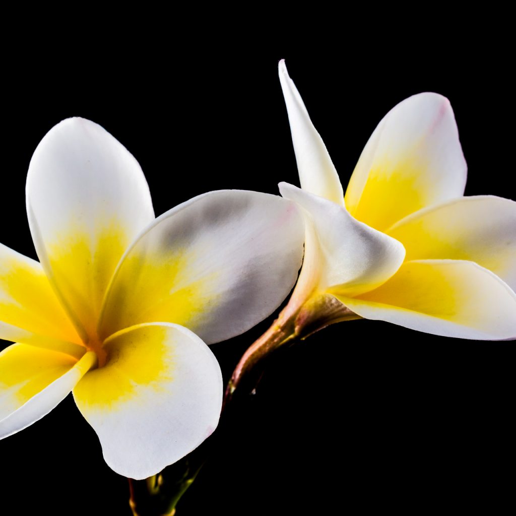 white champak flower image