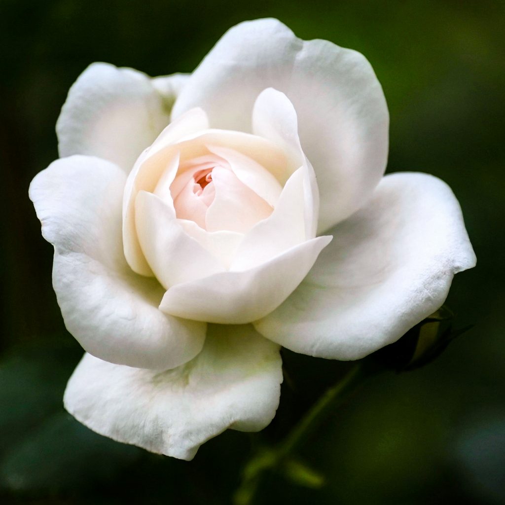 white rose flower image