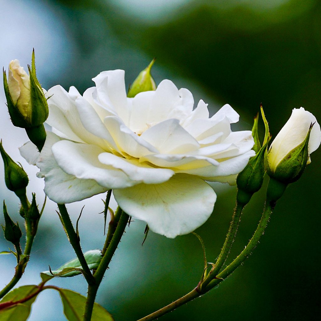 white rose image