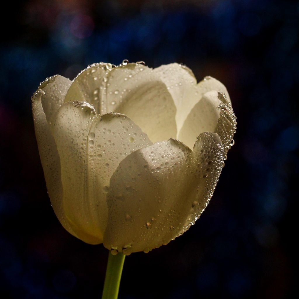 white tulip flower image