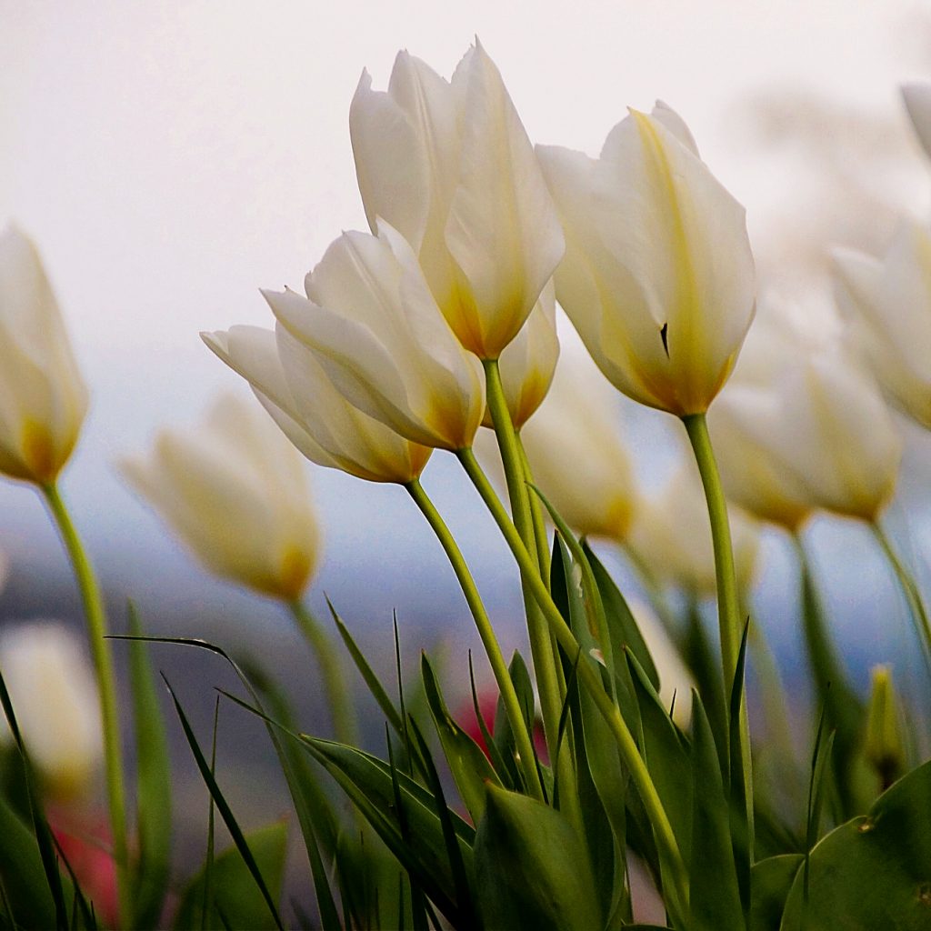 white tulips flowers image