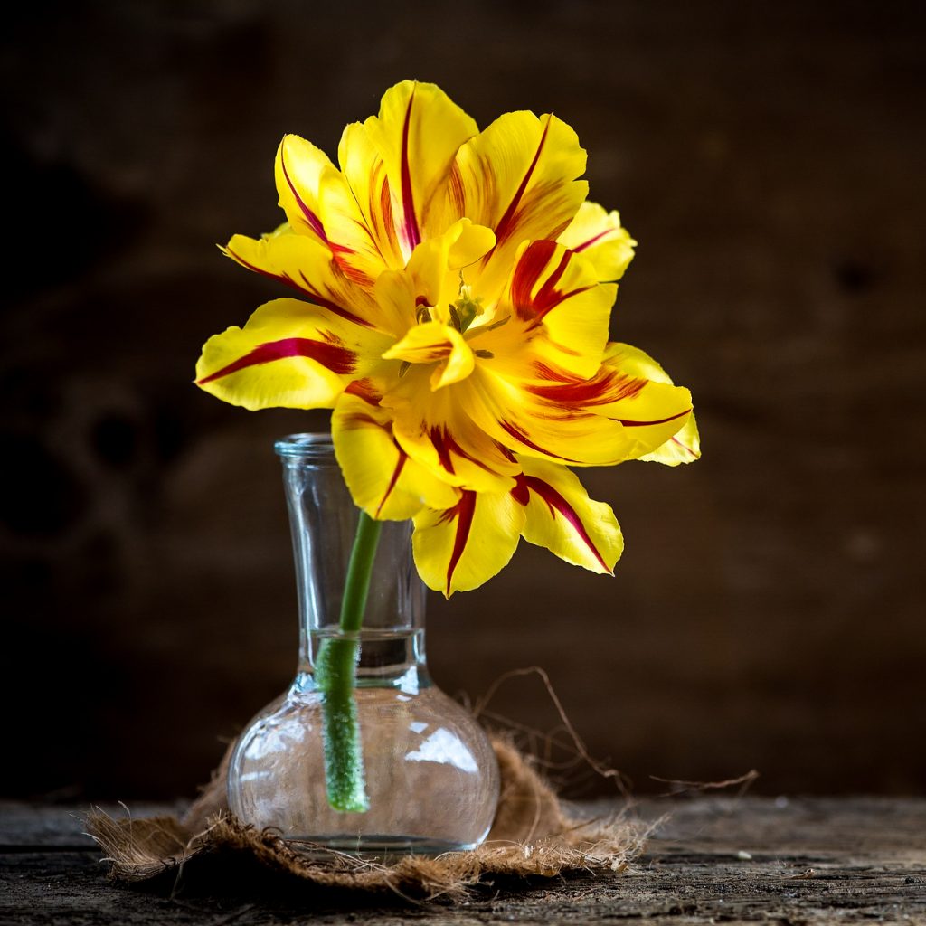 yellow beautiful tulip flower image