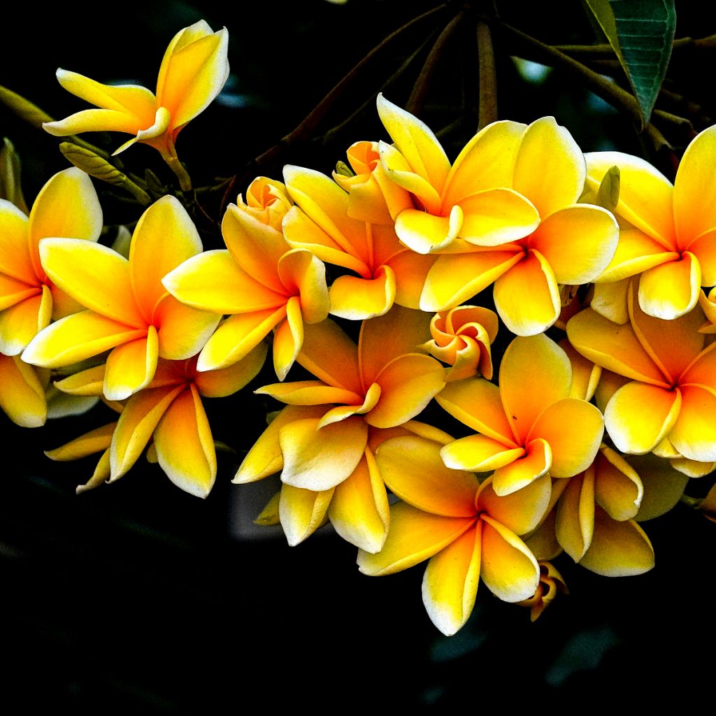 yellow champak flowers images