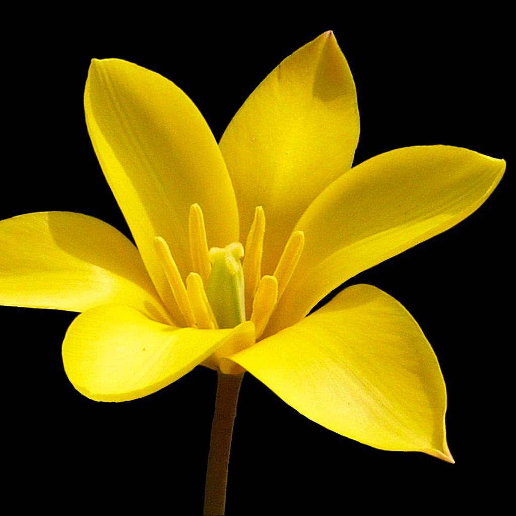 yellow tulip flower image