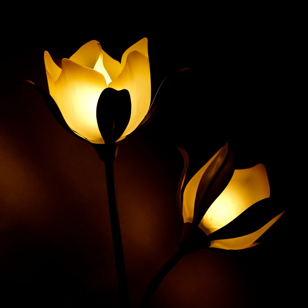 yellow tulip flower image 