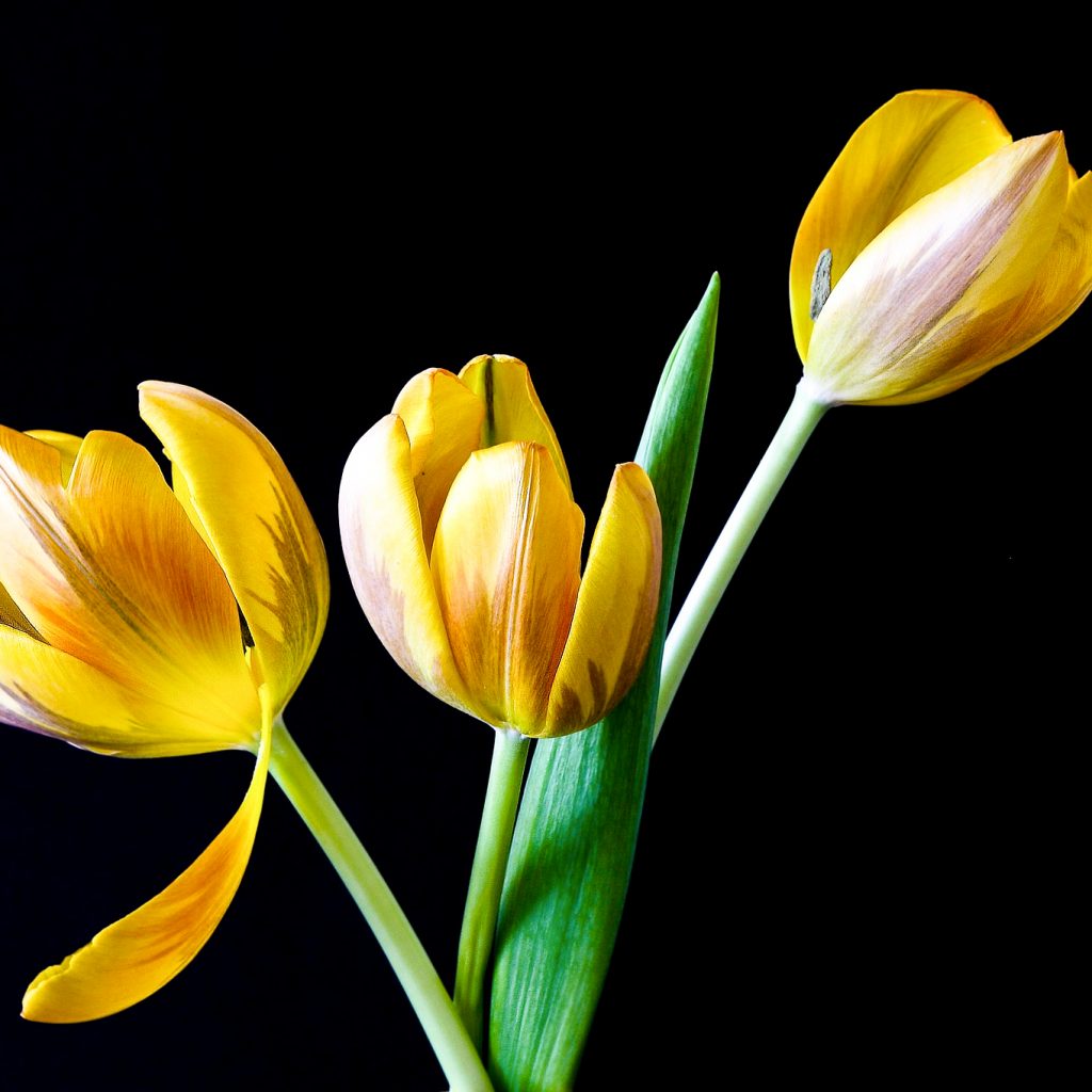 yellow tulips flowers image