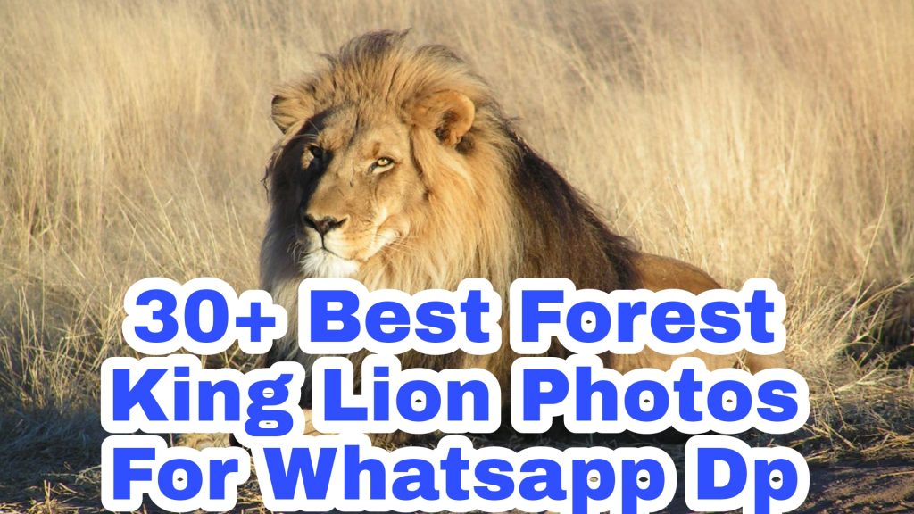 30+ Best Forest King Lion Images