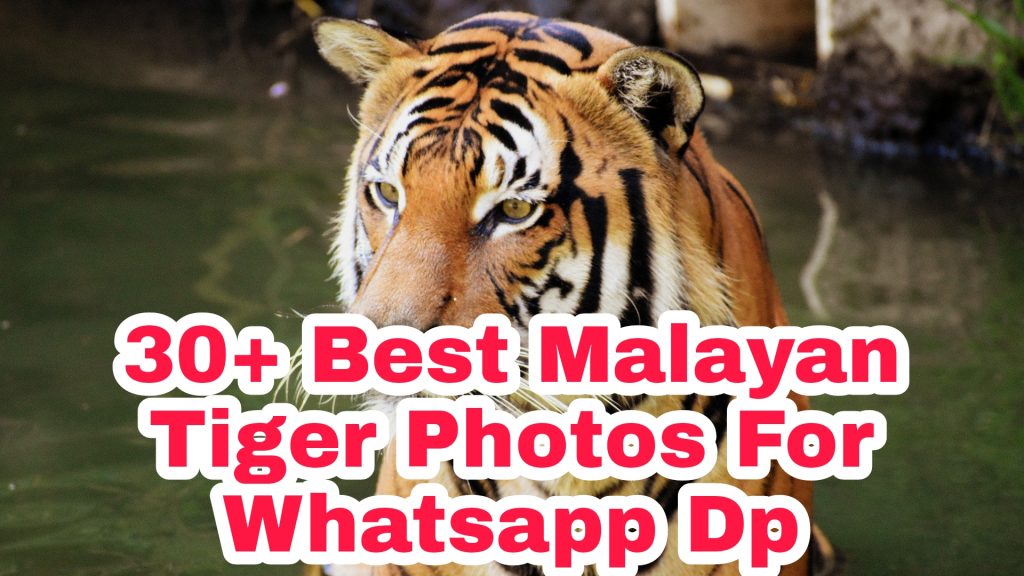 30+ Best Malayan Tiger Images