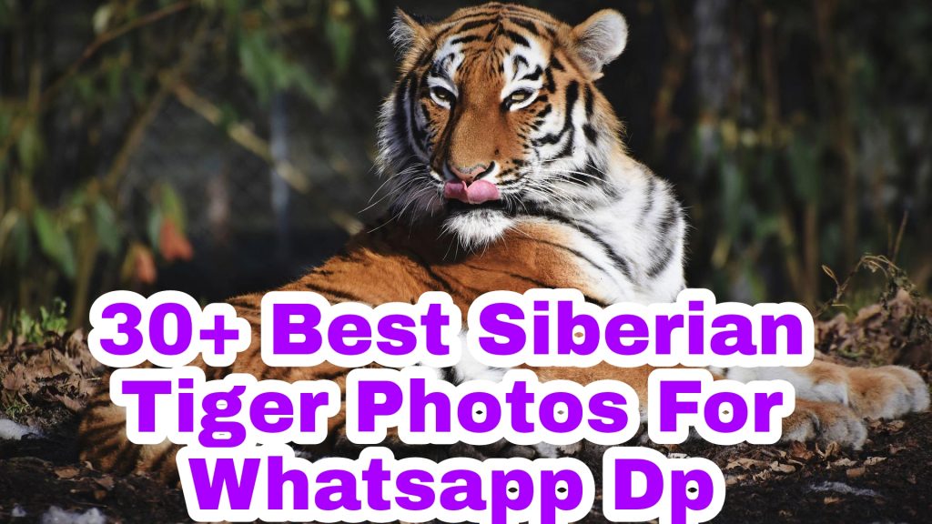 30+ Best Siberian Tiger Images
