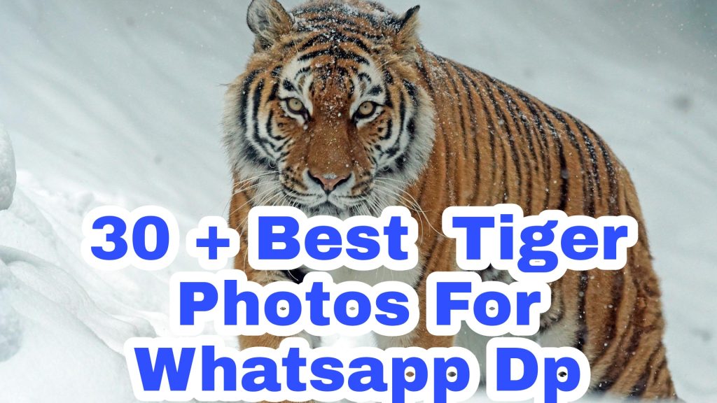 30 + Best Tiger Images