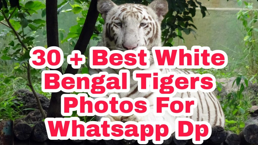 30+ Best White Bengal Tiger Images
